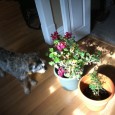 The first time I wrote on my indoor gardening project/experiment, I discussed the process of transplanting my plants from my...