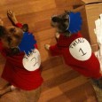 Some festive projects from Halloween 2010, including Dr. Seuss doggie costumes, garlands, and my bad candy costume!