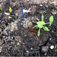 How-To: Easy Plant Markers Quick & adorable markers for your home garden.