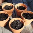 Learn how to grow a little garden from seeds and keep it alive.