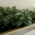 gutter-gardens5 gutter-gardens5