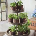 Plants are pretty. That's all I have to say about this post. 