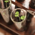 Use test tubes to start some seeds!