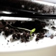 Safely graduate your test tube seedlings to container gardens, and some tips on combating plant gnats!