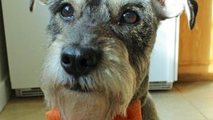 How-to: Halloween Doggie Bow Tie | HandsOccupied.com