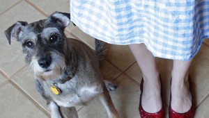 How-to: DIY Ruby Slippers | HandsOccupied.com