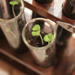 How-to: Test Tube Garden