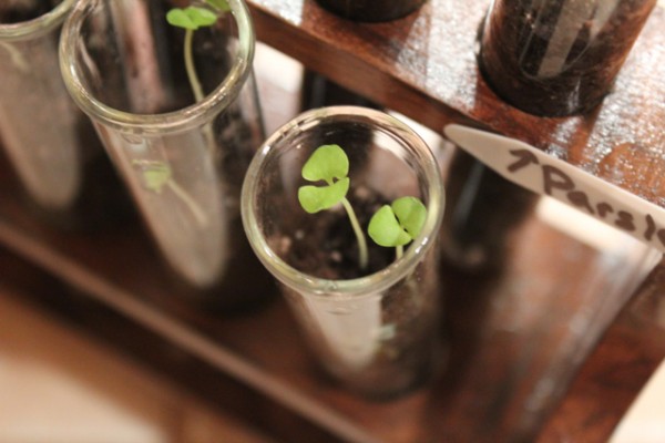 How-to: Test Tube Garden