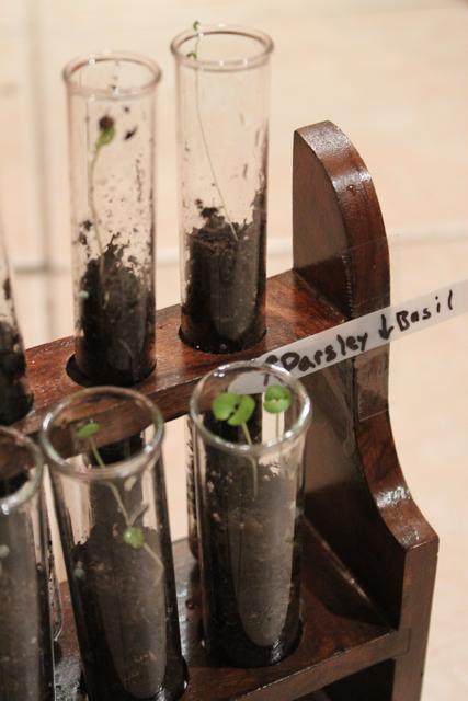 How-to: Test Tube Garden