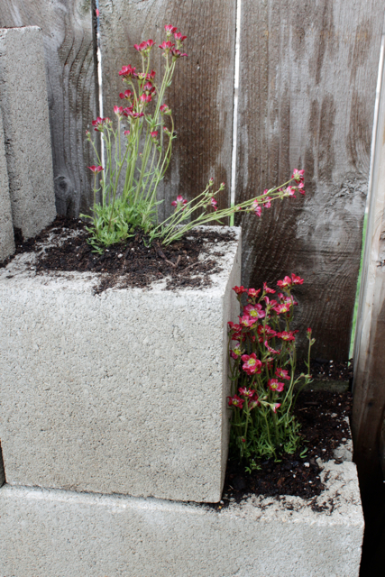 Simple Cinder Block Planter (that can double as a retaining wall) at handsoccupied.com
