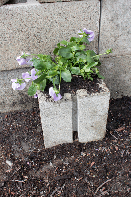 Simple Cinder Block Planter (that can double as a retaining wall) at handsoccupied.com