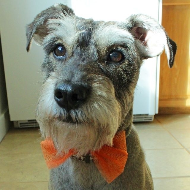 How-to: Halloween Doggie Bow Tie | HandsOccupied.com