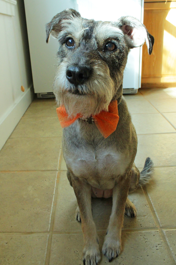 How-to: Halloween Doggie Bow Tie | HandsOccupied.com