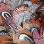 How-to: Pheasant Feather Wreath