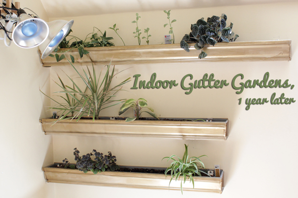 How-to: Maintan an Indoor Gutter Garden