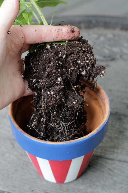 How-to: Transplant a Potted Plant - HandsOccupied.com