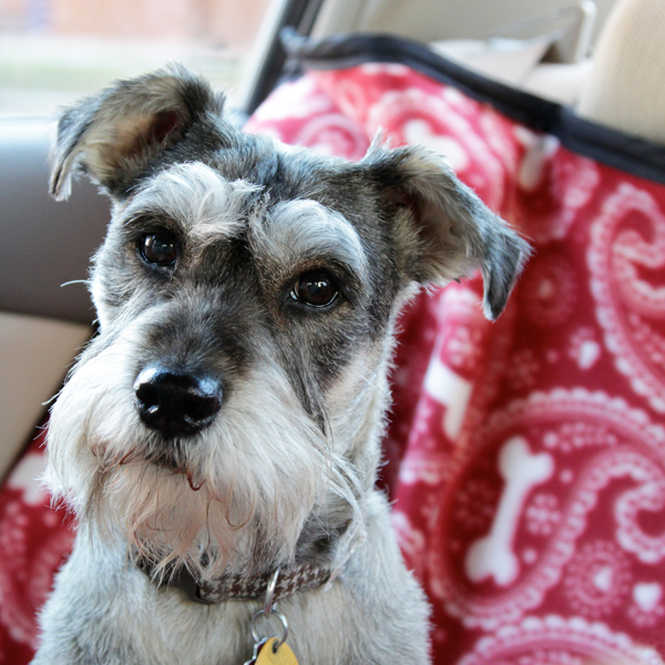 How-to: Back Seat Pet Protector | Hands Occupied