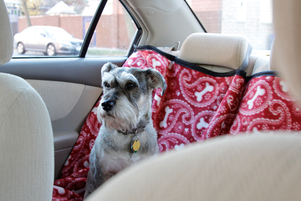 How-to: Back Seat Pet Protector | Hands Occupied