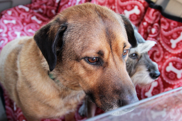 How-to: Back Seat Pet Protector | Hands Occupied