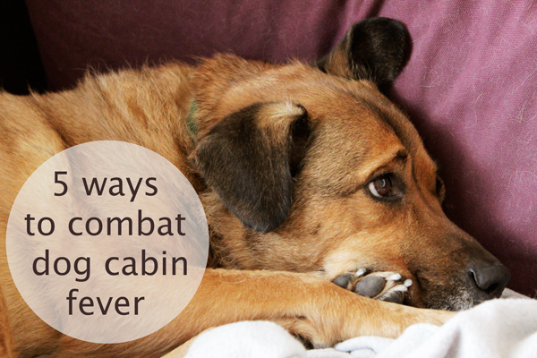 5 Easy Ways to Combat Dog Cabin Fever 