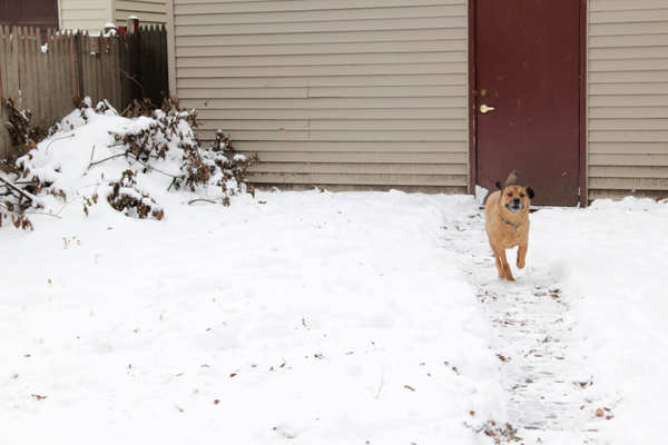 5 Easy Ways to Combat Dog Cabin Fever
