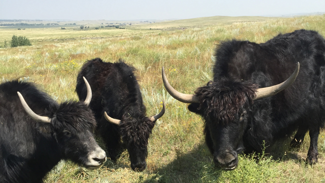 The Bijou Basin Ranch yaks enjoy some hay! - Take a look inside the yaks' lives in this mini documentary.