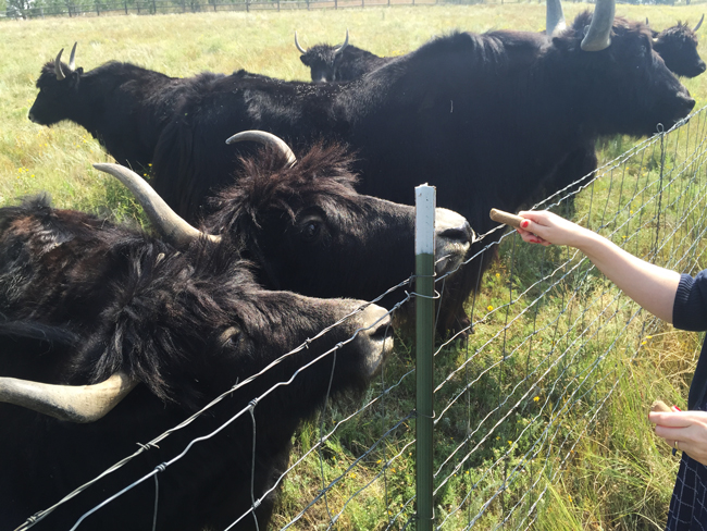 The Bijou Basin Ranch yaks enjoy some treats! - Take a look inside the yaks' lives in this mini documentary.