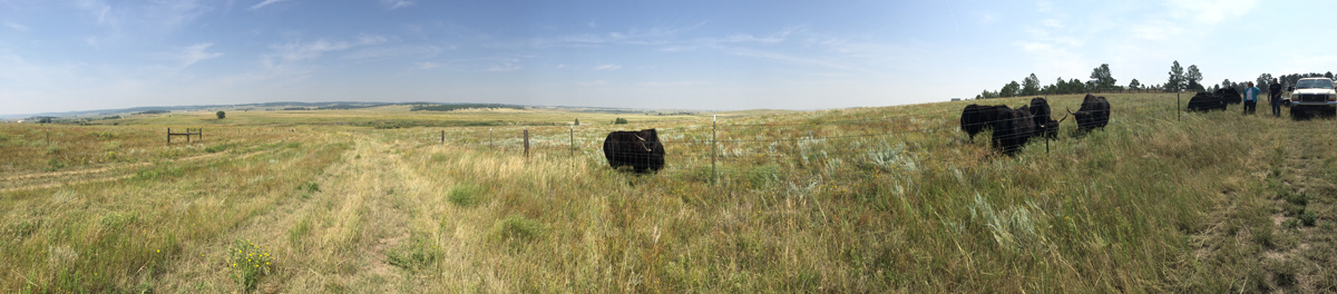 The Bijou Basin Ranch yaks enjoy some quality pasture time! - Take a look inside the yaks' lives in this mini documentary. 
