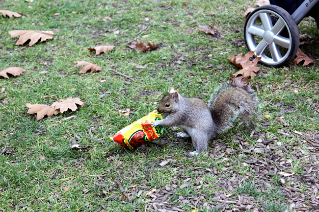 This squirrel stole my chips. :( 