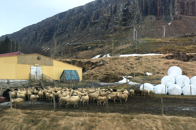 An Icelandic sheep farm